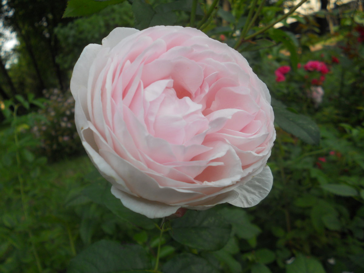 роза madame pierre oger фото