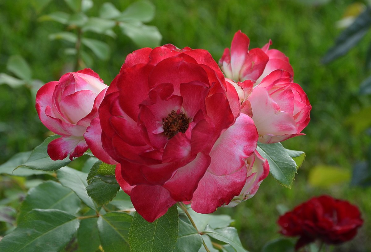 роза majdi фото