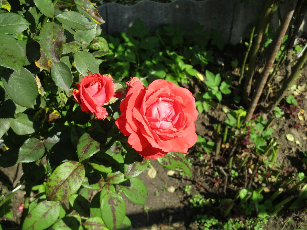 роза morden fireglow фото