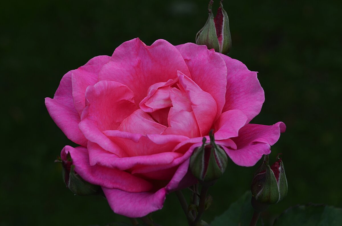 роза pink knock out фото