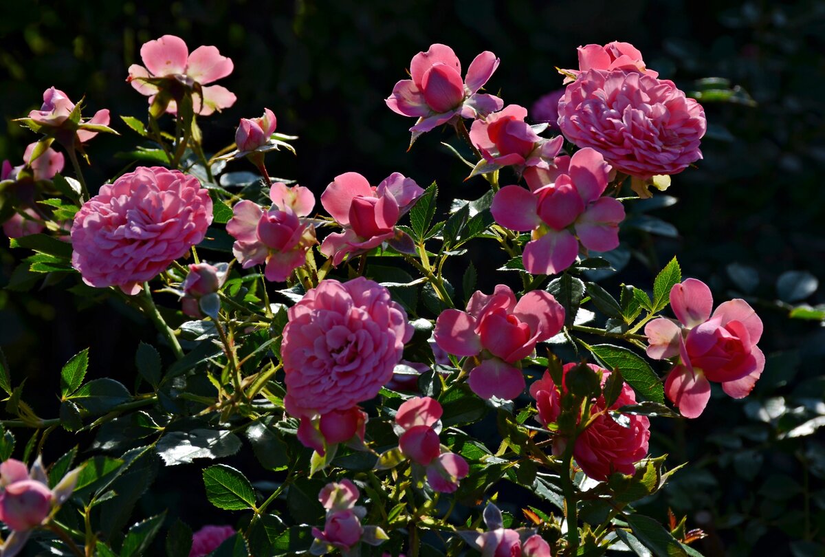 роза плетистая дороти перкинс (dorothy perkins) фото
