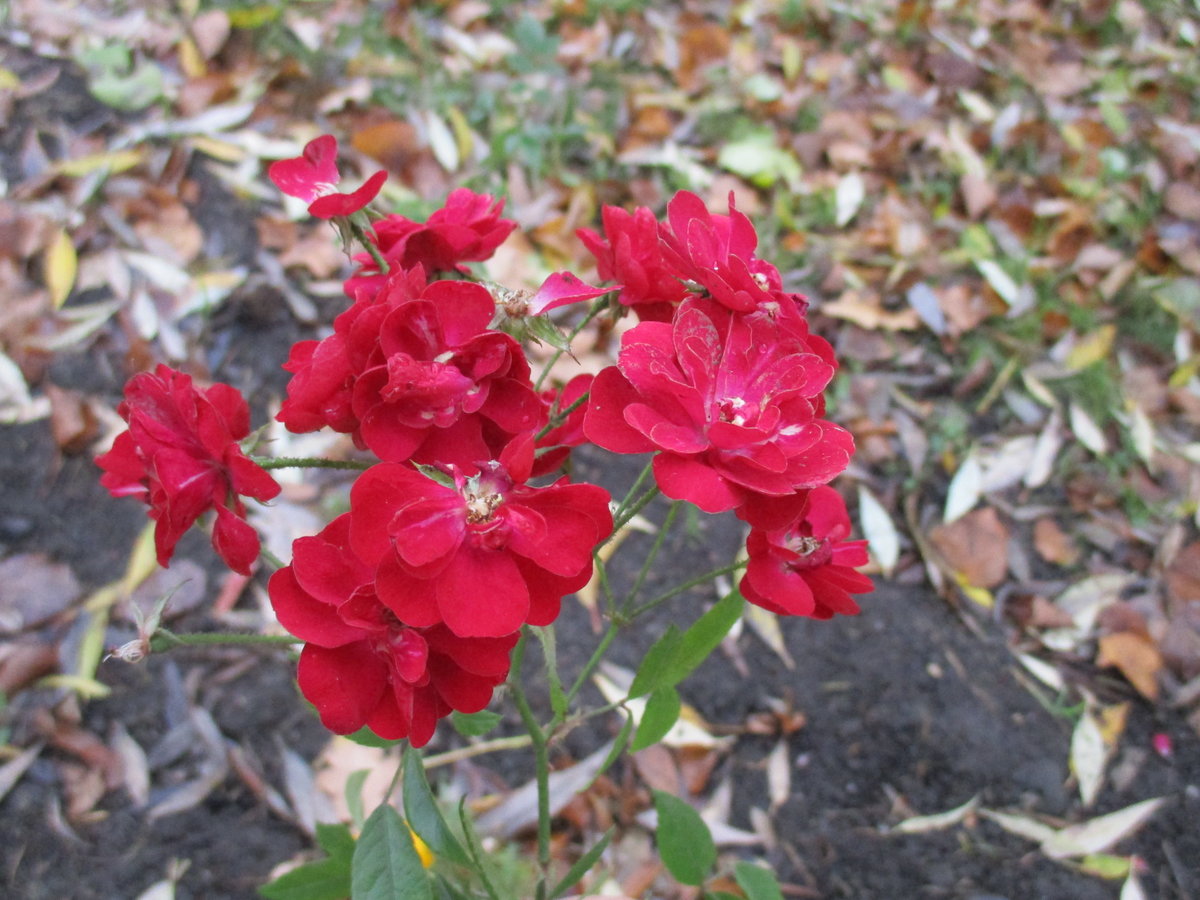 роза полиантовая red fairy фото