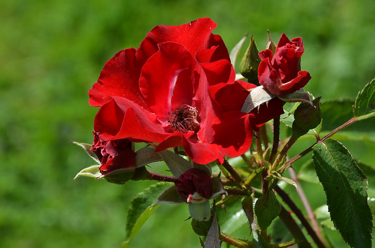 роза red summer фото