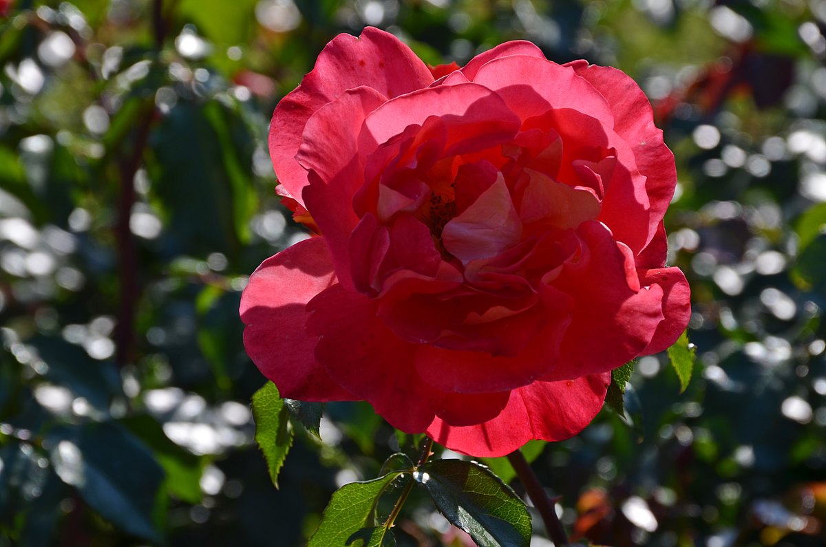 роза (rosa alexander mackenzie фото