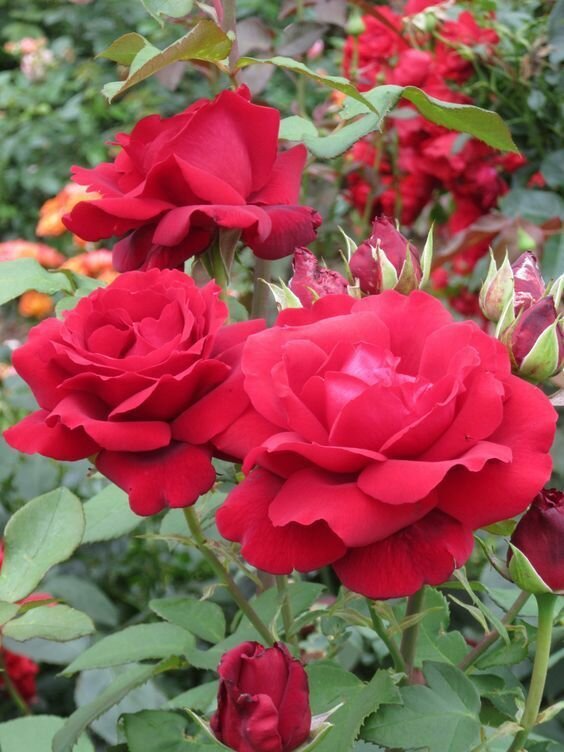 роза royal red фото