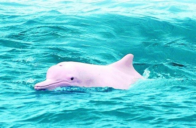 розовый амазонский дельфин фото