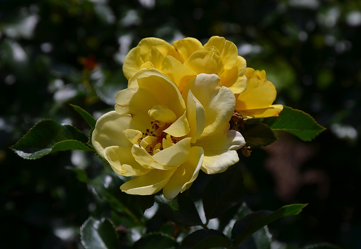 розы harrisons yellow фото