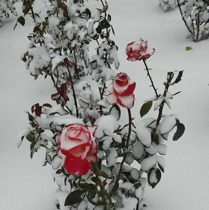 розы на снегу фото
