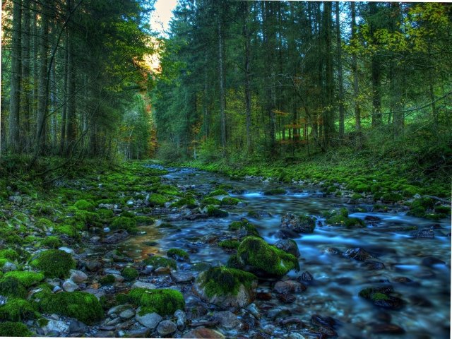 ручей в лесу картинки фото