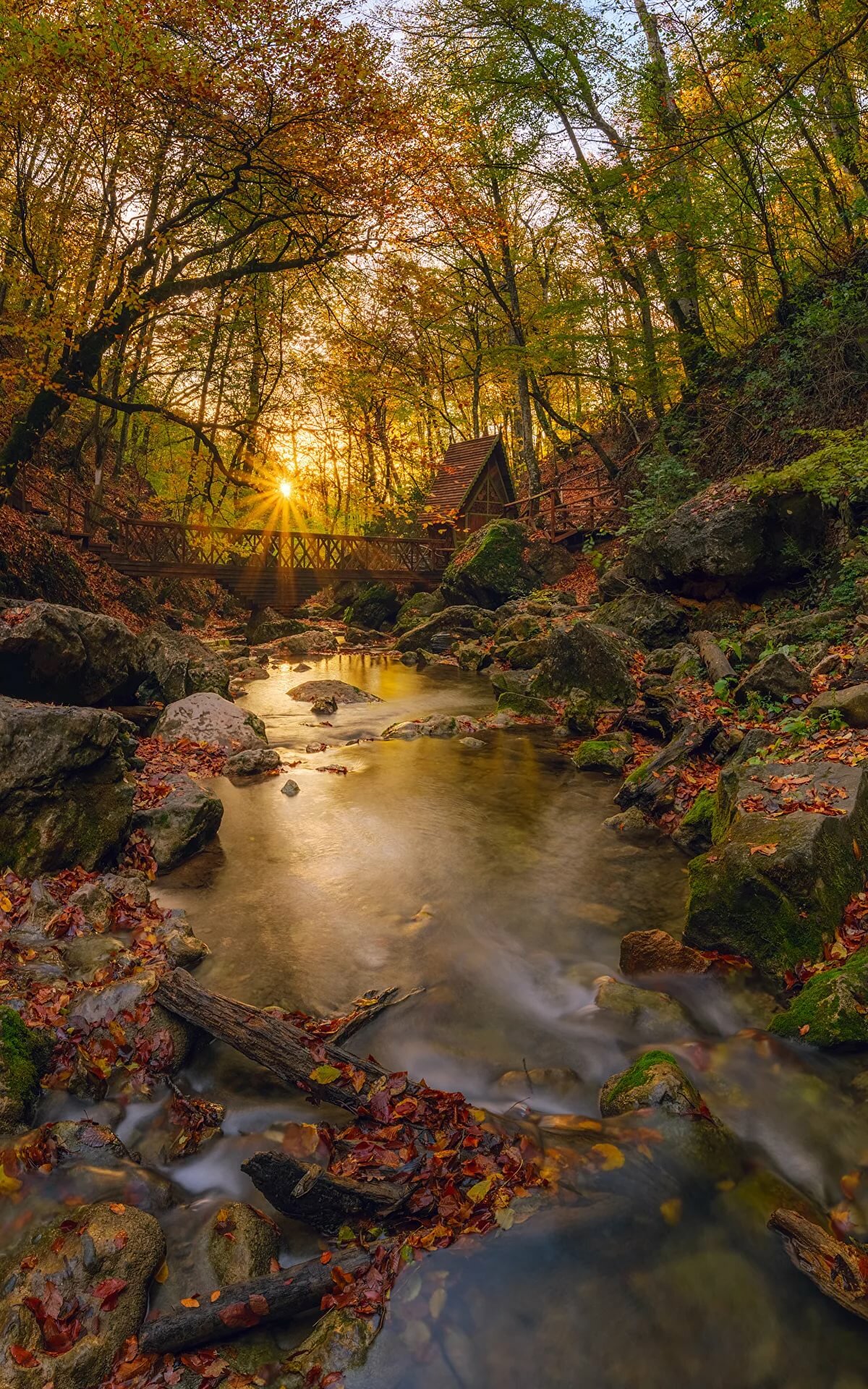 ручей в лесу красивый фото