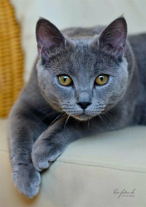 Русская голубая кошка фото
