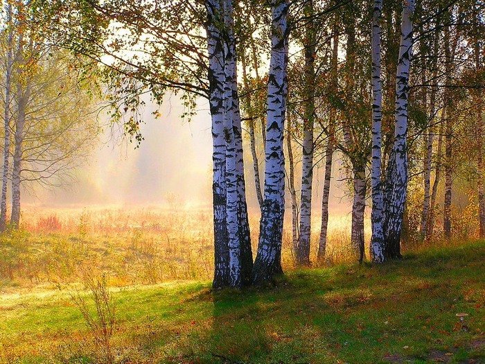 русский лес березы фото
