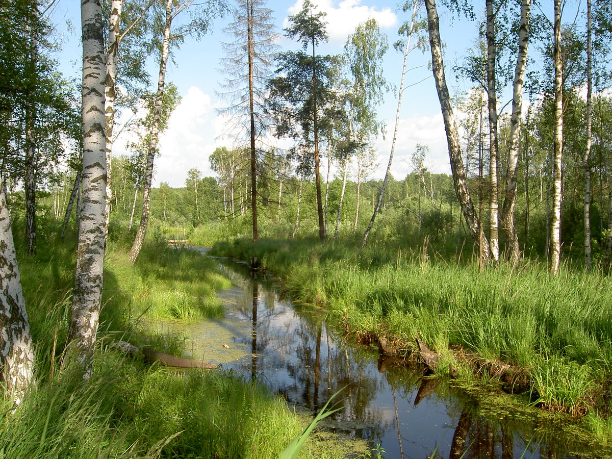 русский лес весной фото