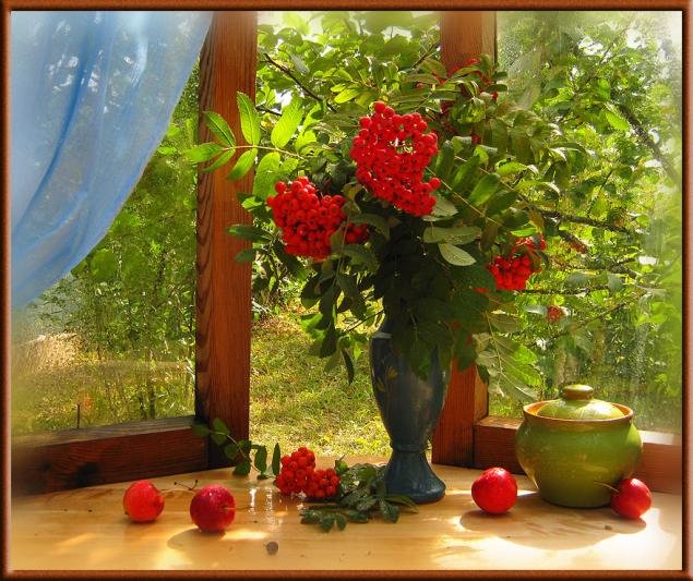 рябина на окне фото