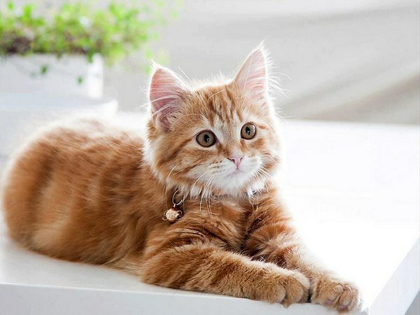 рыжий котенок фото