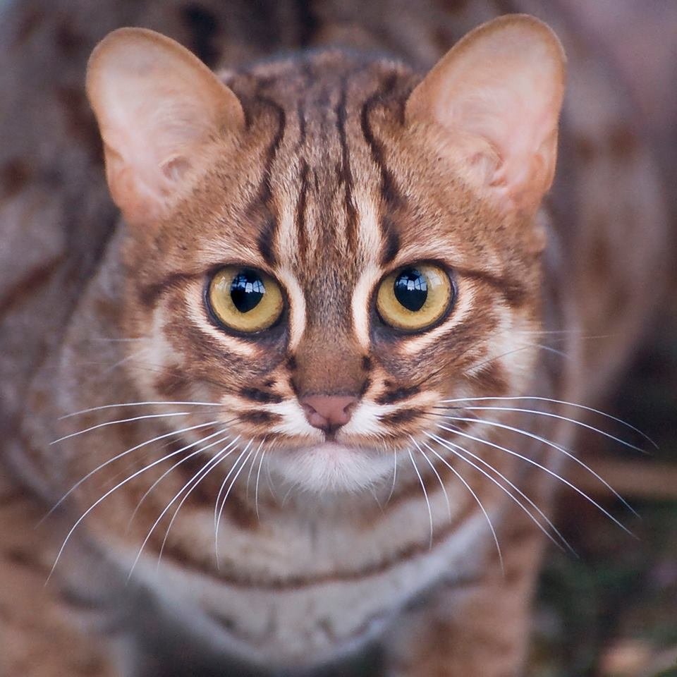 ржавая кошка фото