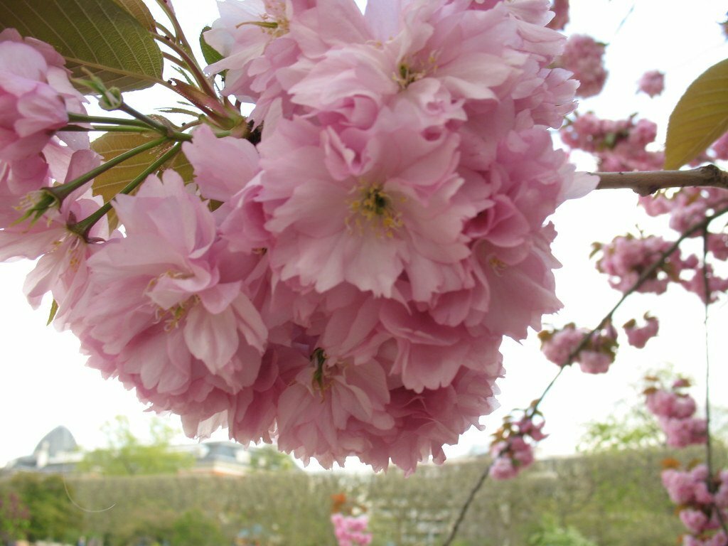сакура prunus serrulata фото