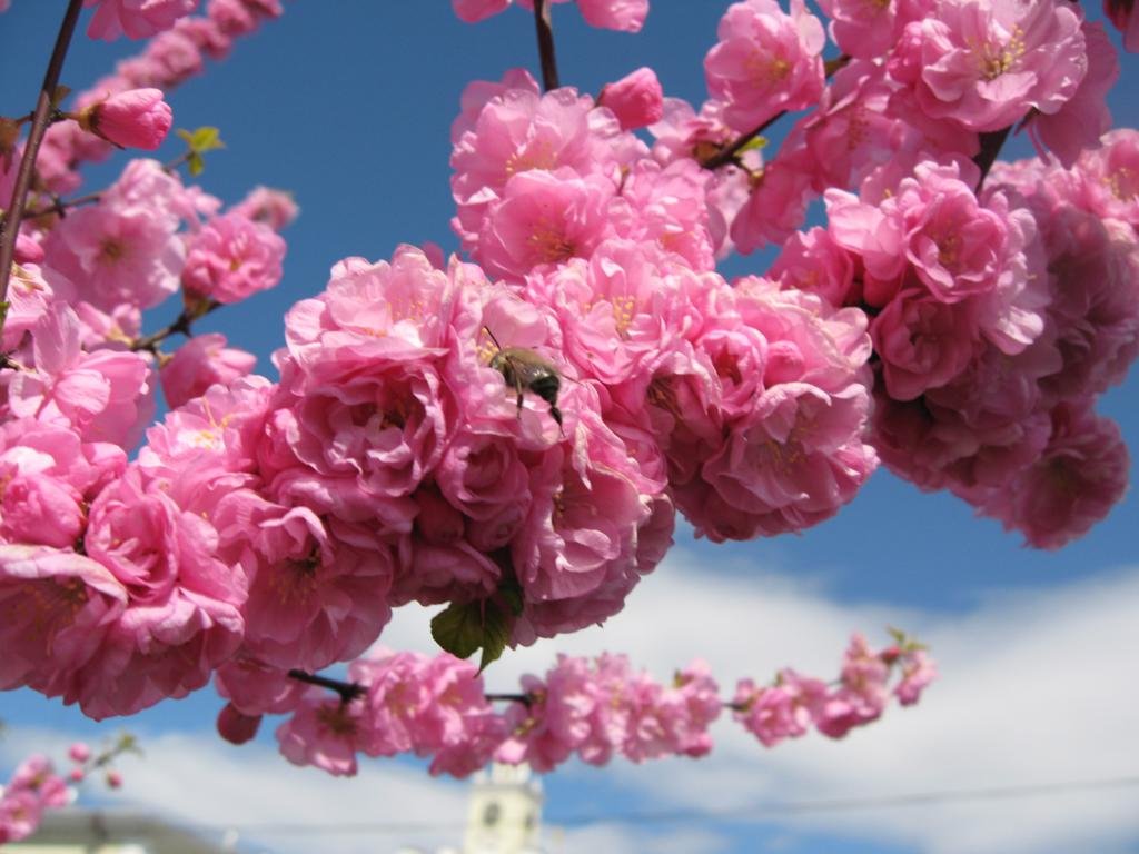 сакура цвести фото