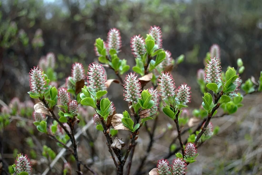 salix breviserrata фото