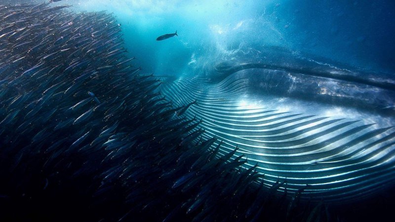 самые лучшие фото под водой фото