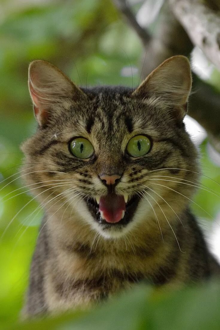 screaming cat фото