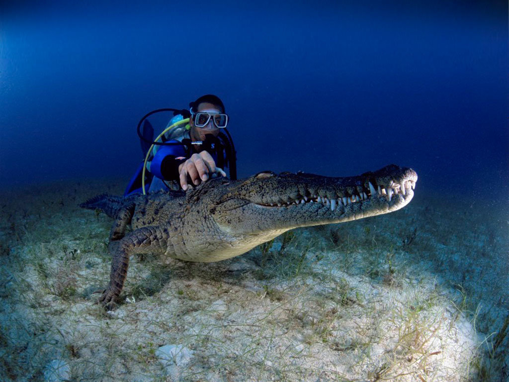 sea crocodile фото