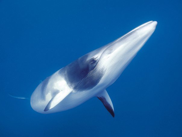 сейвал (ивасевый кит) фото