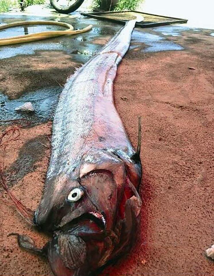 сельдяной король фото
