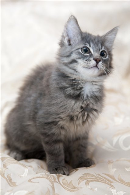 серый котенок фото