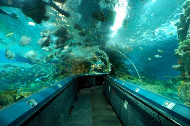 шанхайский океанариум (shanghai ocean aquarium) шанхайский океанариум (shanghai ocean aquarium) фото