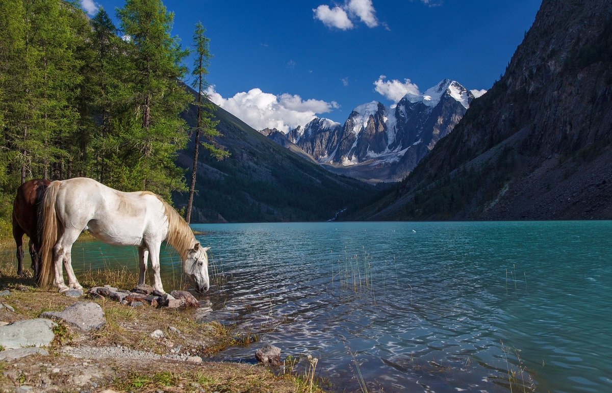 шавлинское озеро алтай фото