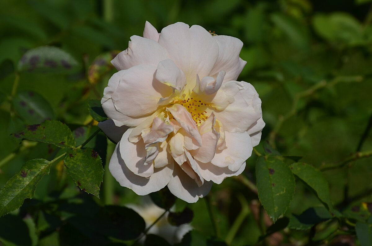 шиповник rosa rugosa alba фото