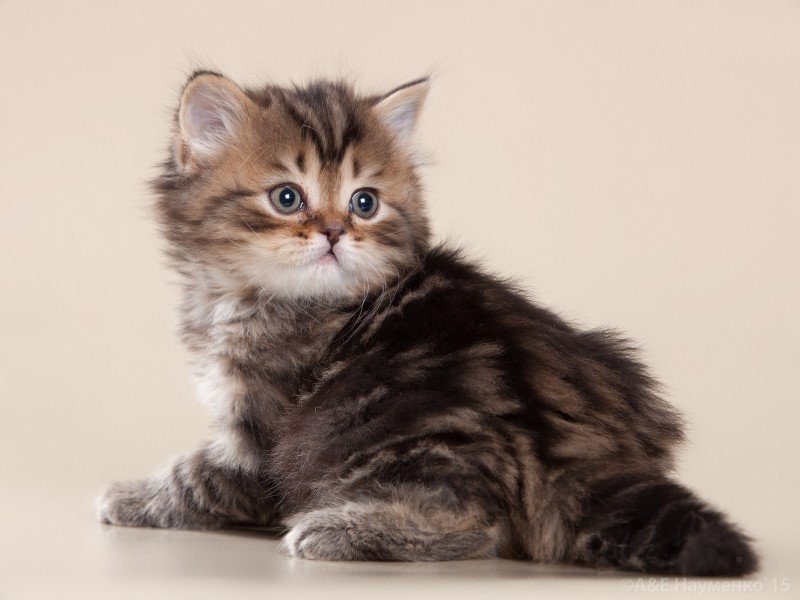 шотландские котята фото