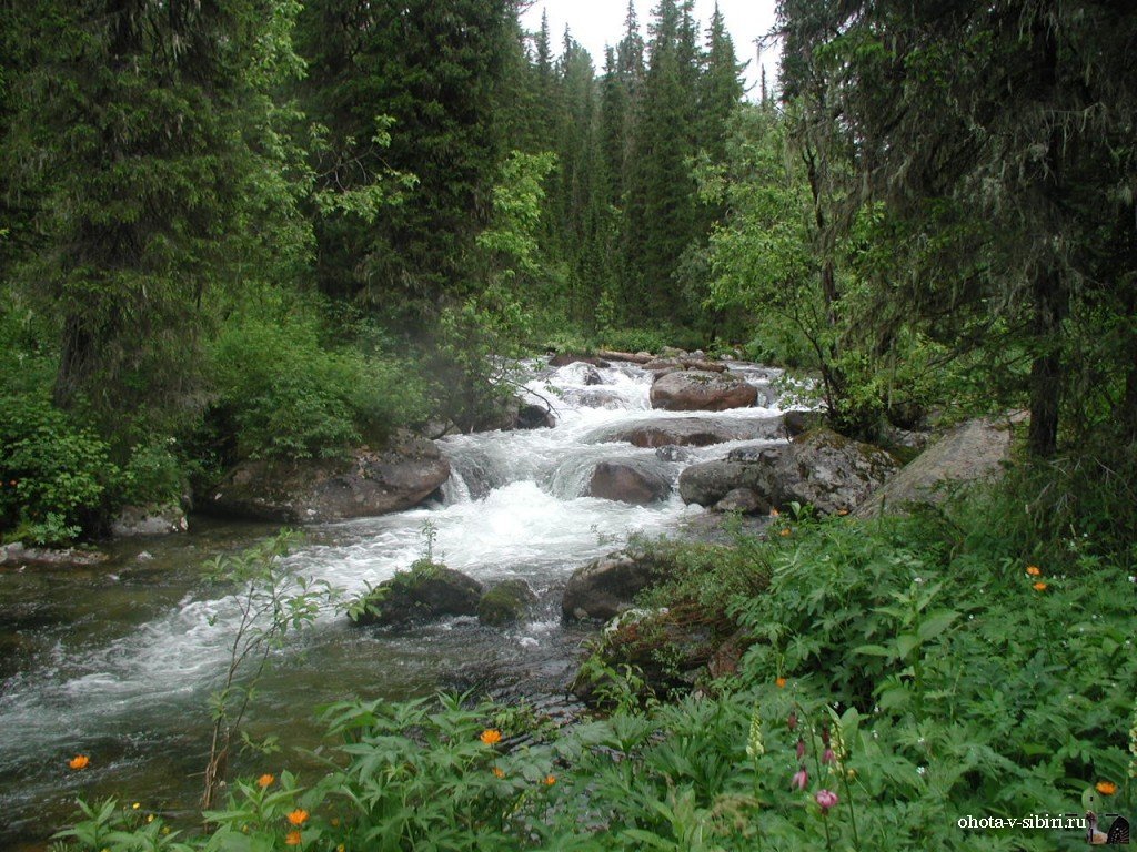 сибирская тайга фото
