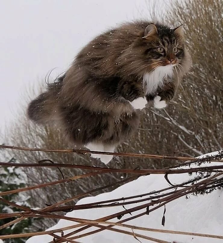 сибирские коты зимой фото