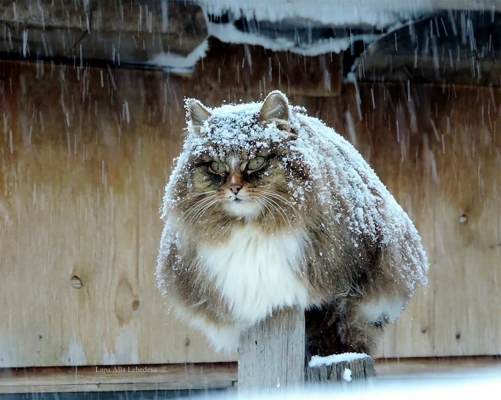 сибирские коты зимой фото