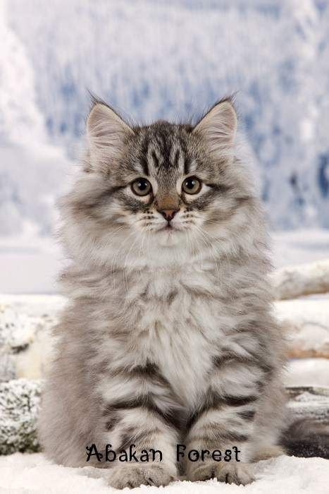 сибирские котята фото