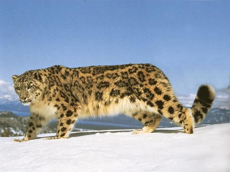 сибирский барс животное фото