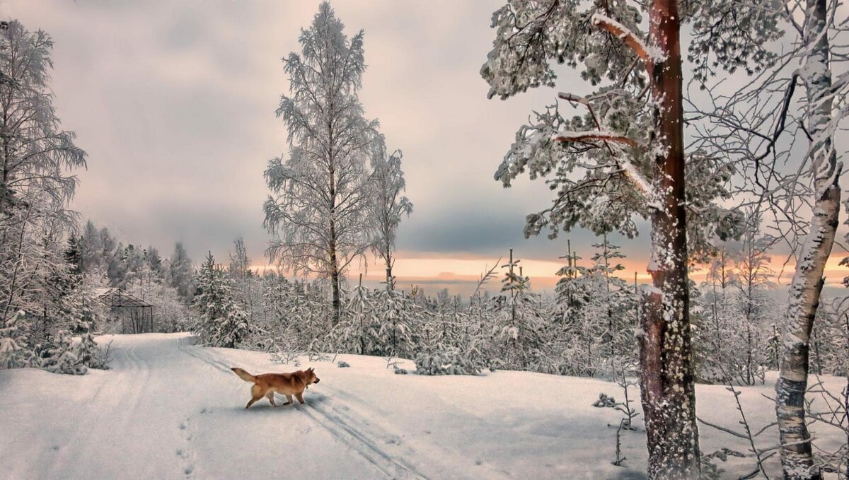 сибирский пейзаж зима фото