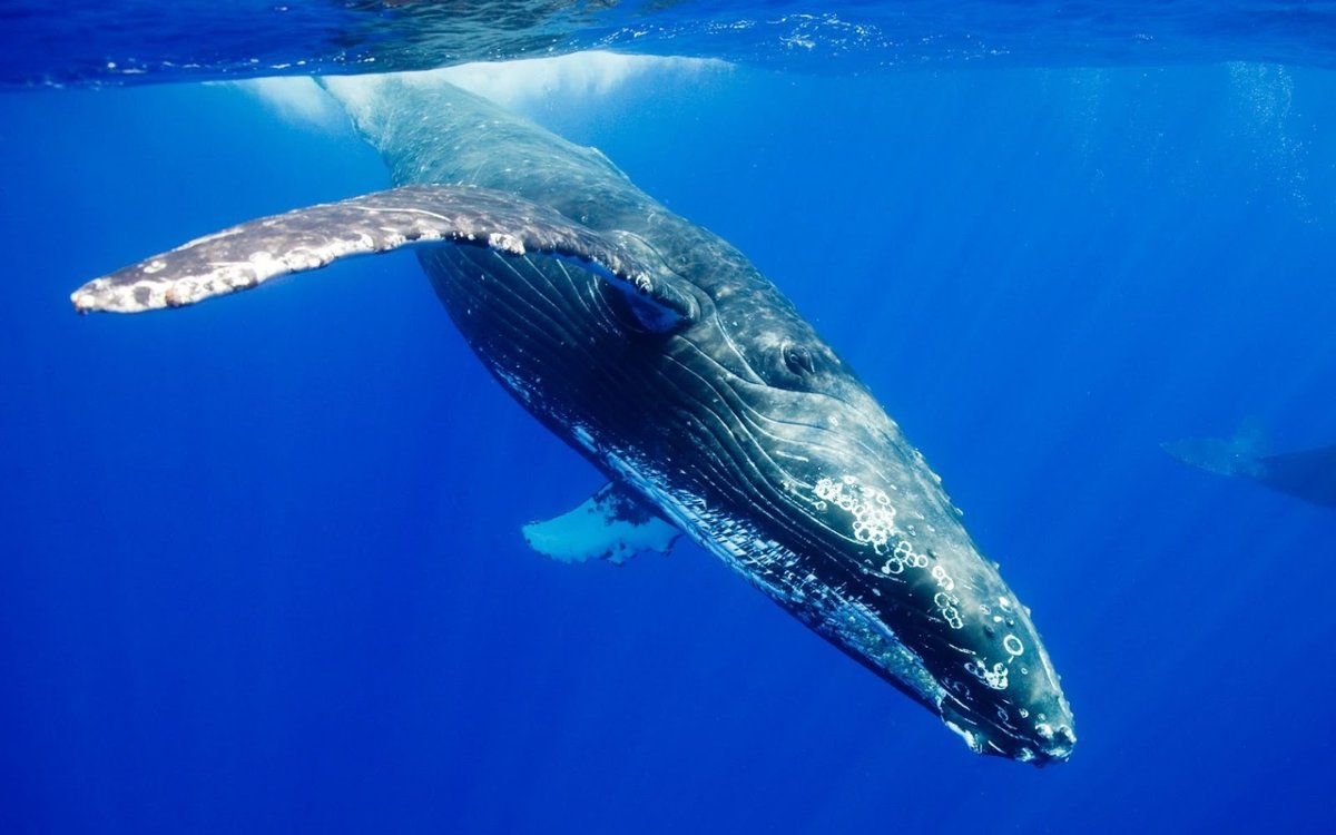 Синий кит фото