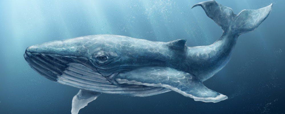 синий кит картинки фото