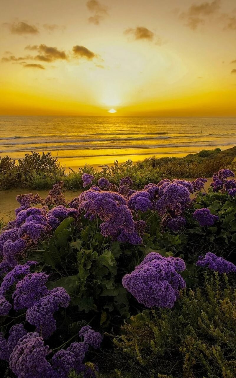 сиреневая природа фото