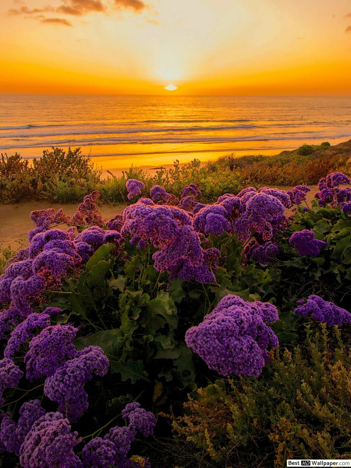 сиреневая природа фото