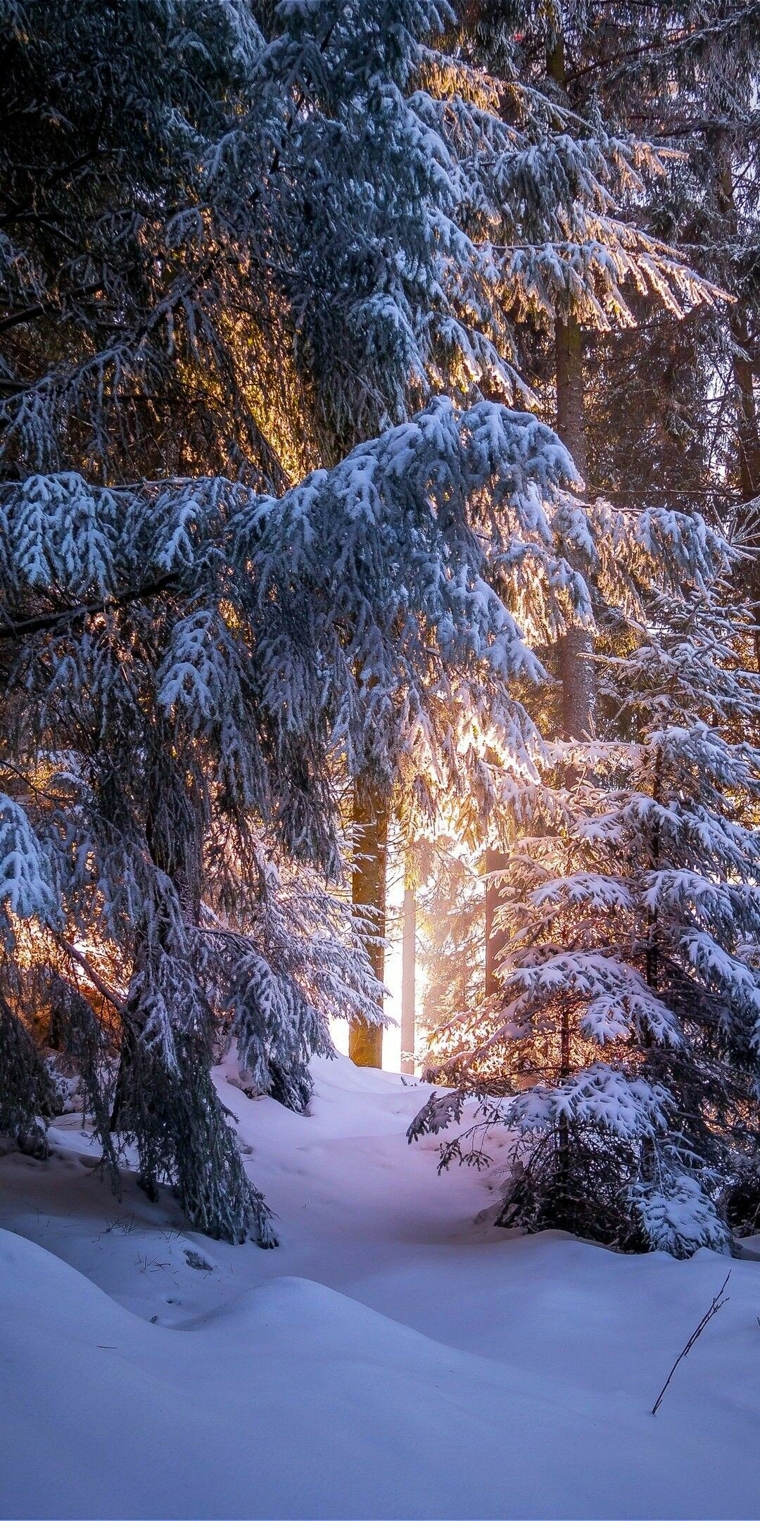 сказочный зимний лес фото