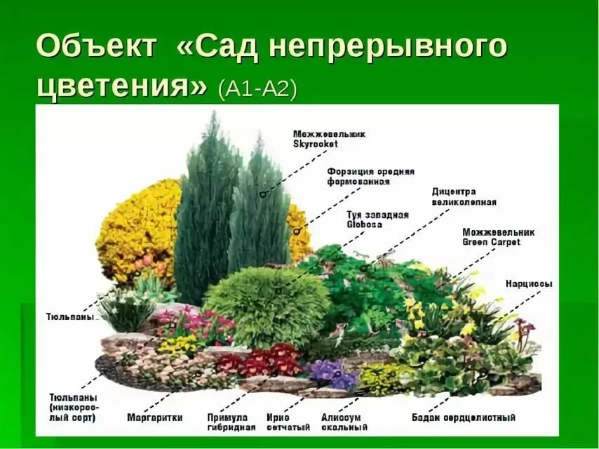 схема клумбы из многолетников фото