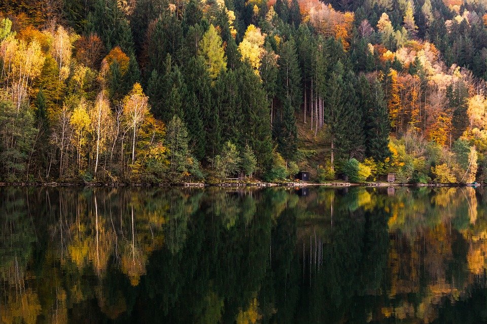 смешанный лес фото