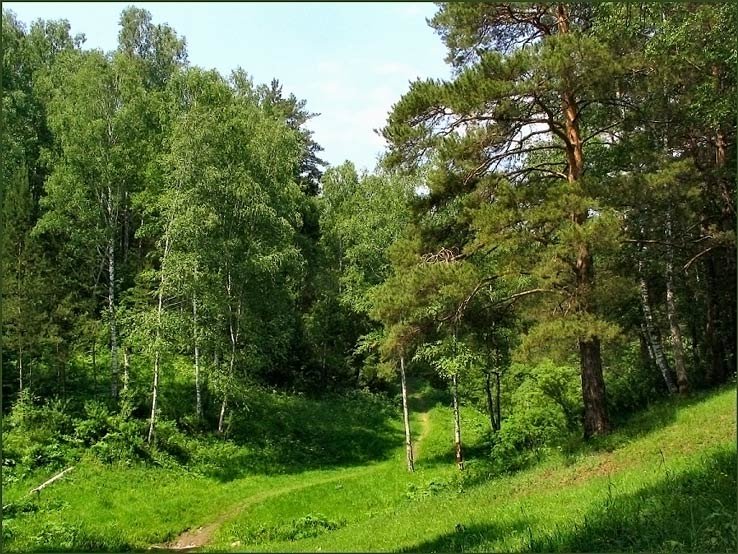 смешанный летний лес фото