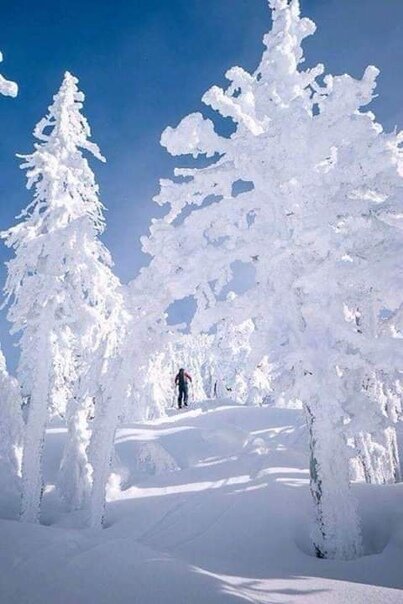 снежный лес фото