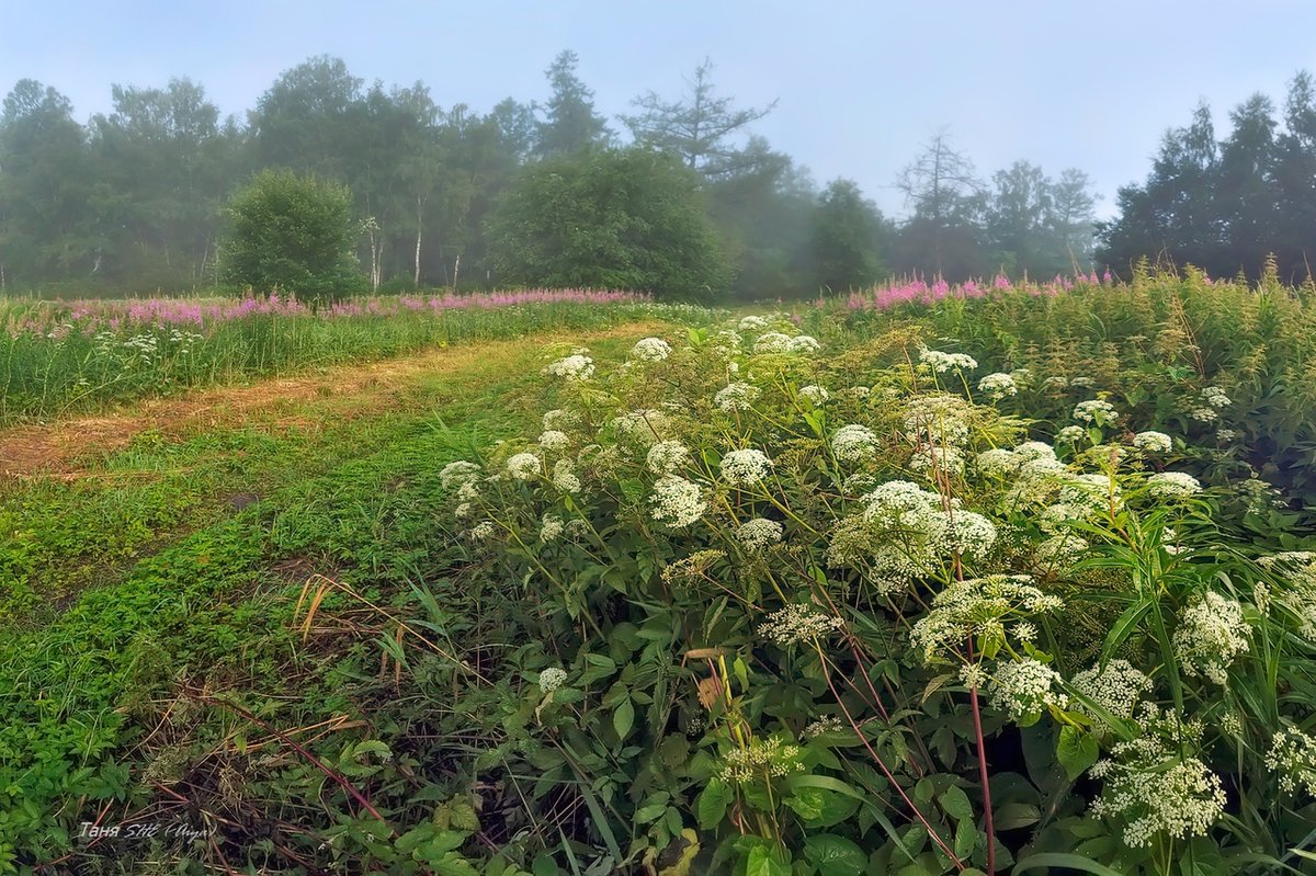 сныть (aegopodium podagraria) фото