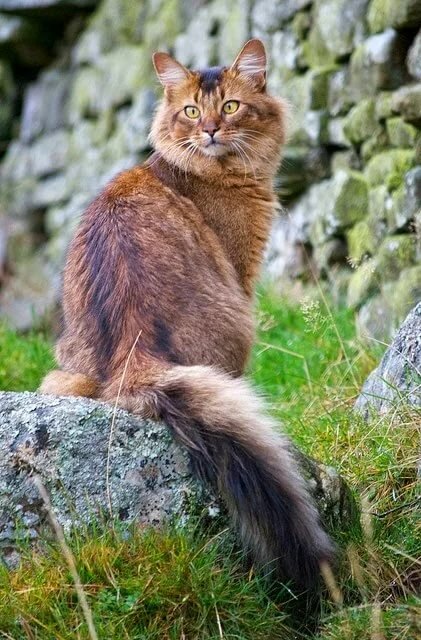 сомалийская кошка фото